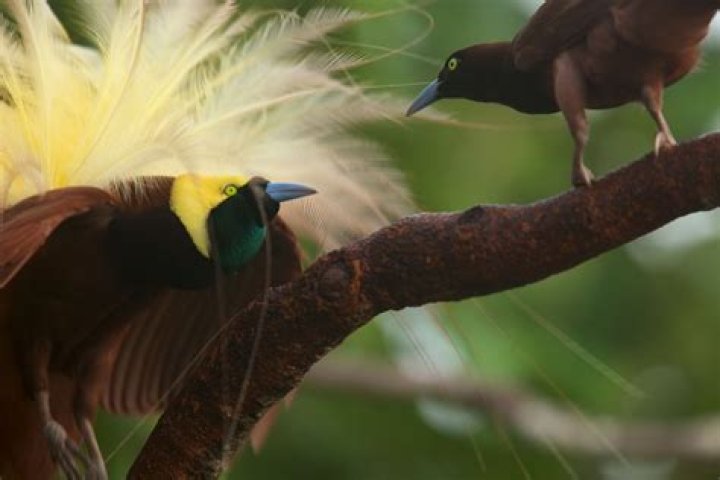 Are mates male or female?