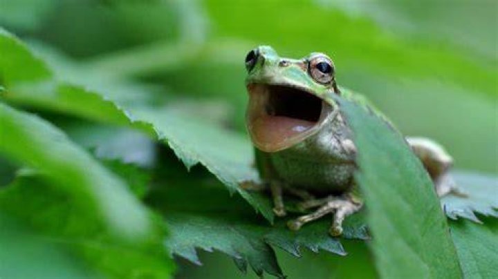 Can a frog scream?