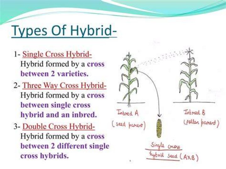 Can Hope create hybrids?