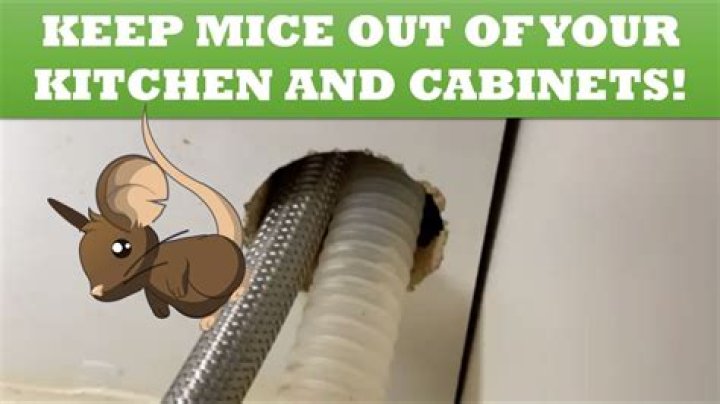 Can mice get into closed cupboards?