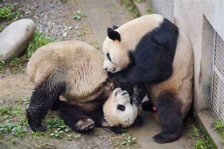 Can pandas and bears mate?