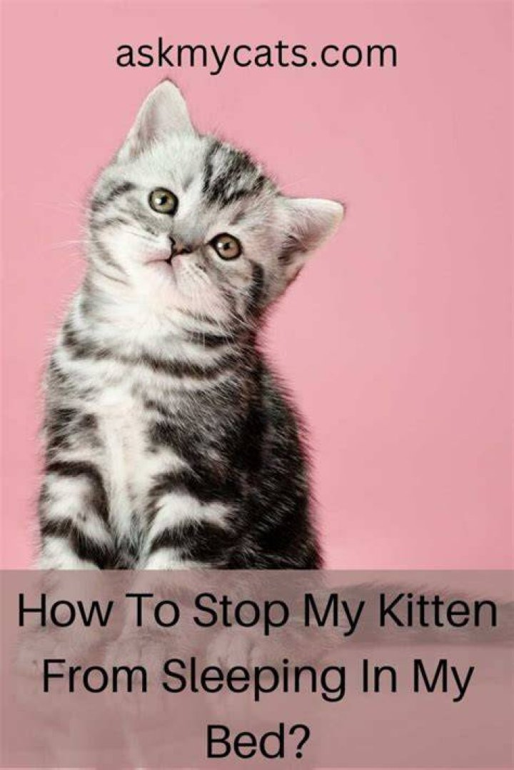 Can you crush a kitten in your sleep?