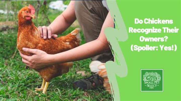 Do chickens forget their owners?