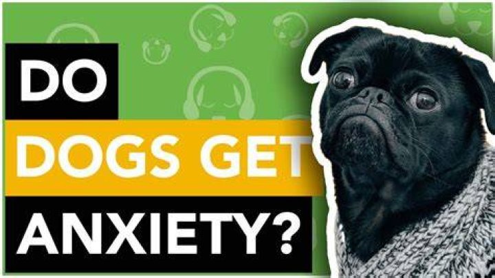 Do dogs pick up on owners anxiety?