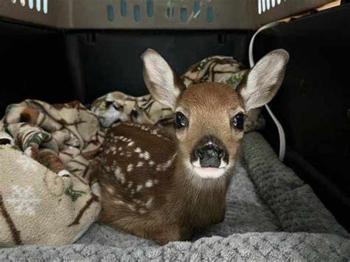 Does a baby deer cry?