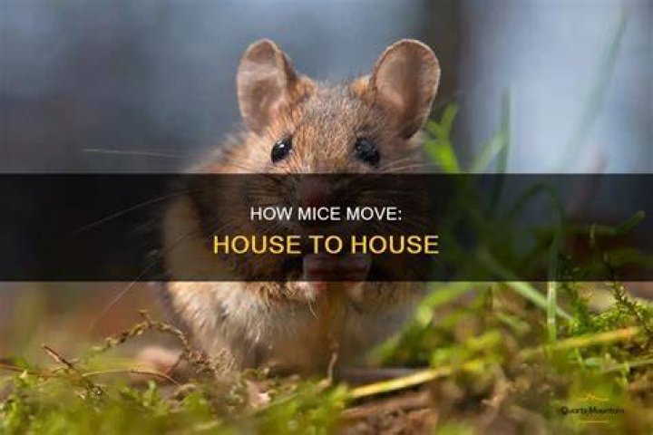 How do mice travel through a house?