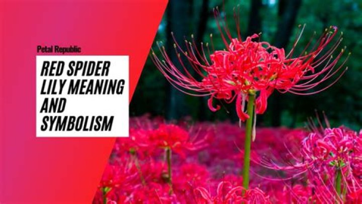Insights Into The Meaning Behind Spider Lilies