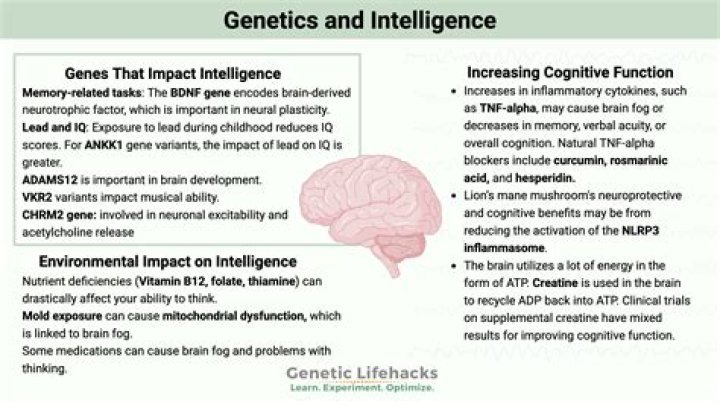 Is high IQ genetic or environmental?