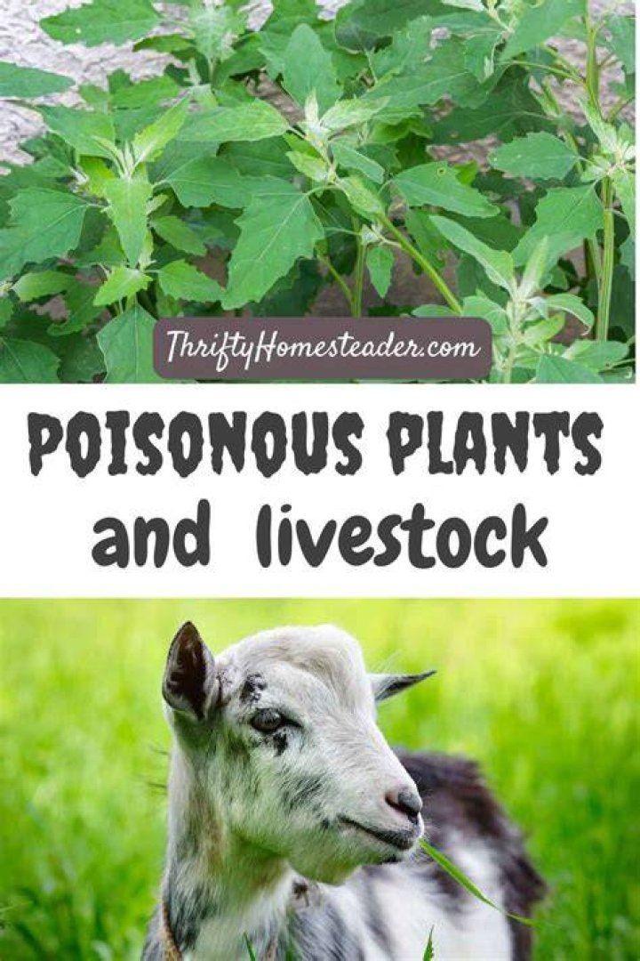 Is Mint poisonous to goats?