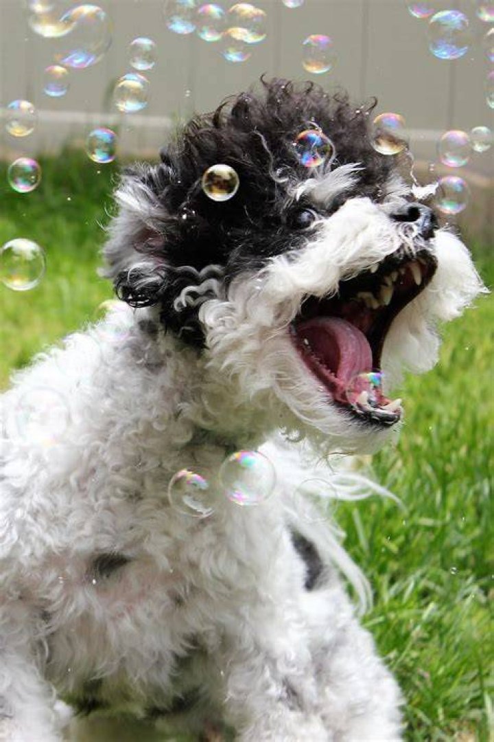 Is my dog going crazy?