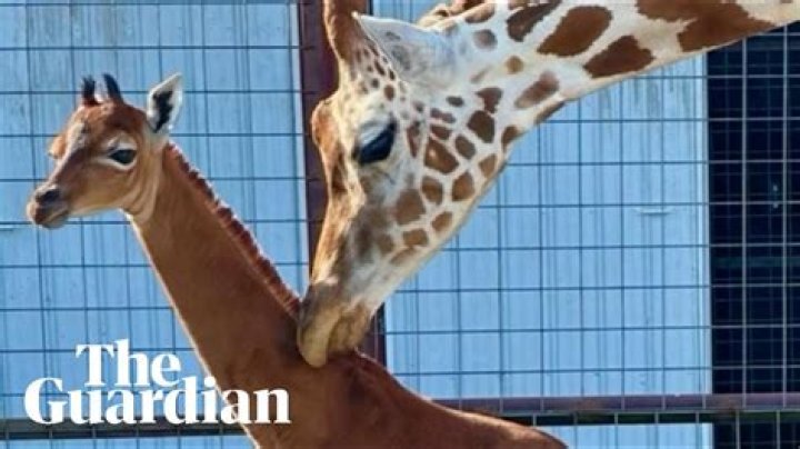 Remembering Patricia Bazn, The "Giraffe Woman"