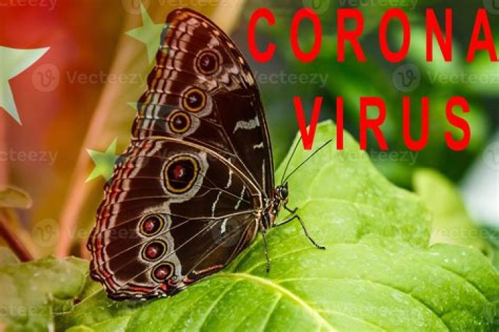 The Mariposa Virus: The Philippines' First Computer Virus