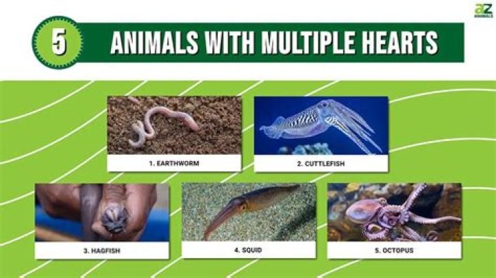 What animal has two hearts?