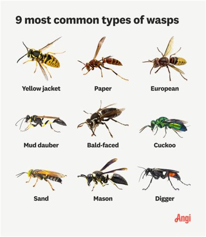 What are wasps good for?