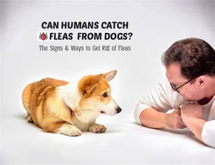 What can humans catch from dogs?