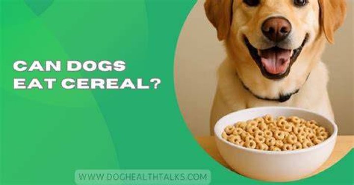 What cereal can I give my dog?