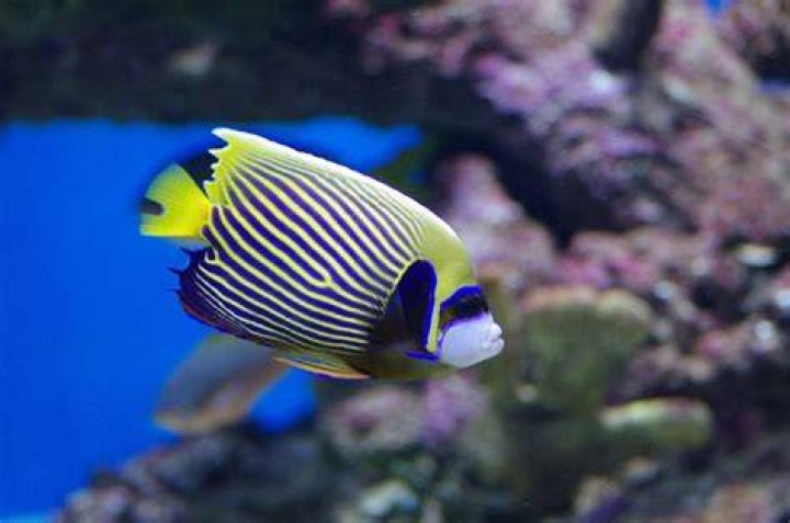 What color do fish see?