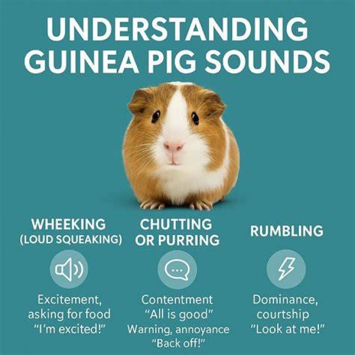 What does it mean when a guinea pig squeaks softly?