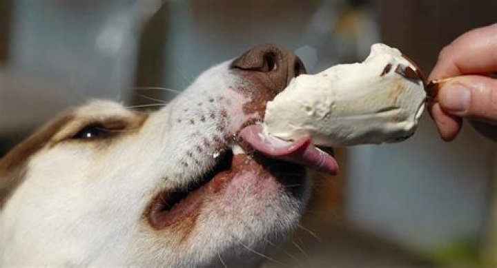 What if a dog eats a stick?
