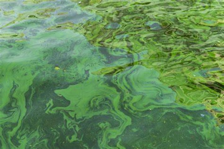 What is green water?