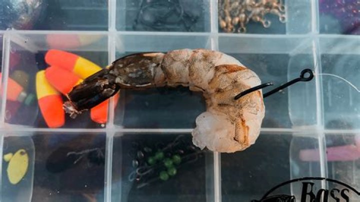 What is the best bait for shrimp?