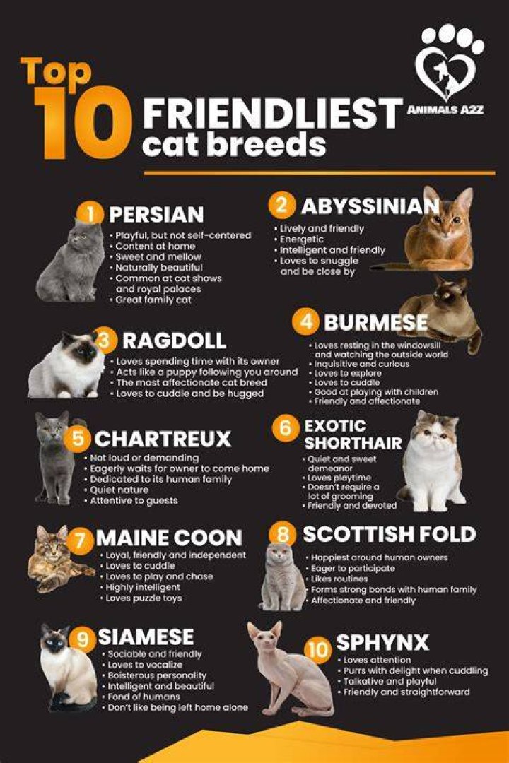 What is the friendliest type of cat?