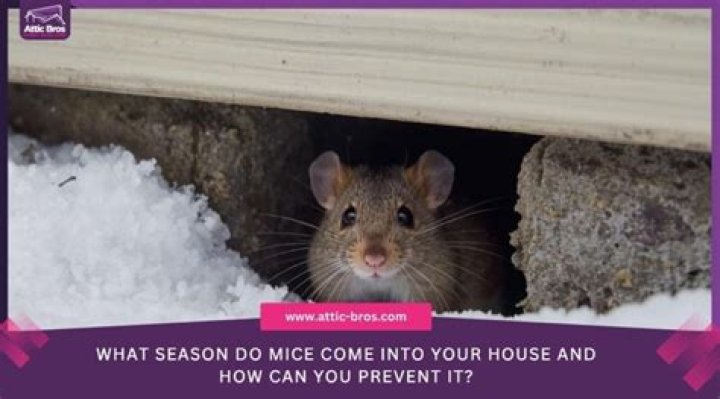 What season do mice come out?