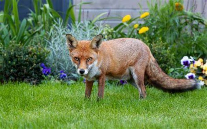 What smell keeps foxes away?
