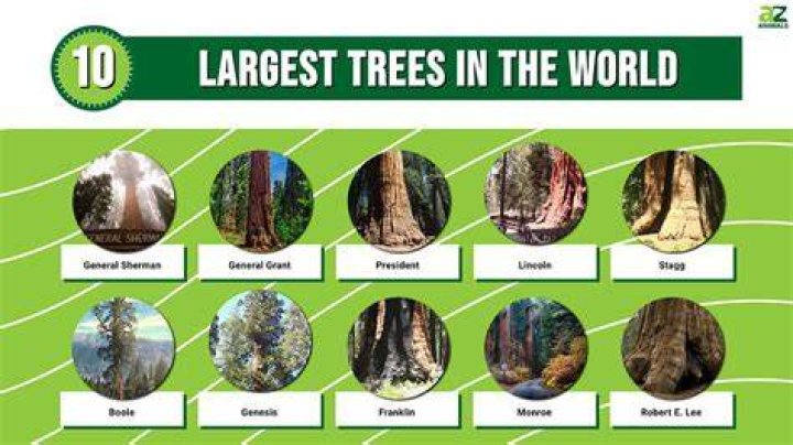 What tree is the strongest?