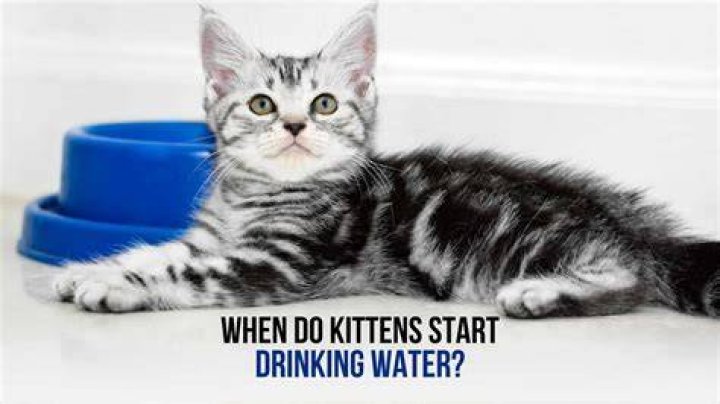 When can kittens drink water?
