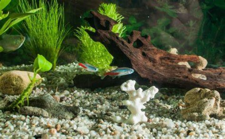 Why are all my fish chasing one fish?
