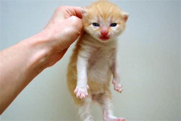 Why do cats pick up kittens?