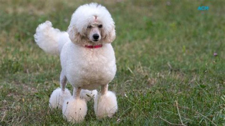 Why do poodles have pom poms?