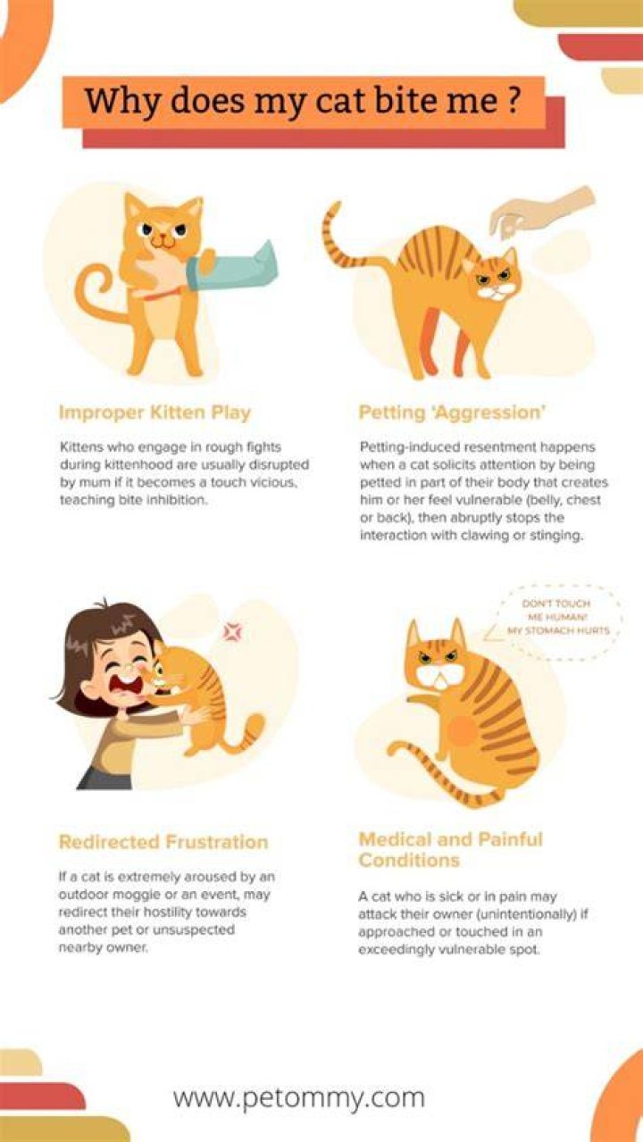Why does my male cat gently bite me?