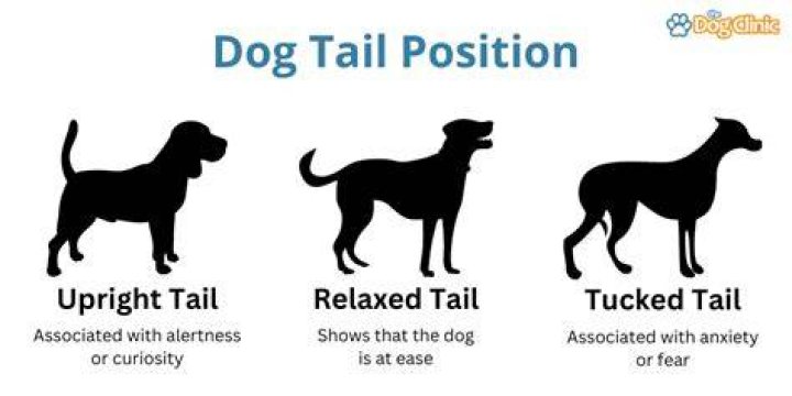 Why is my dog's tail tucked?