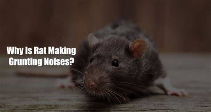 Why is my rat making honking noises?